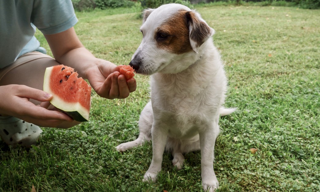 Can Pets Eat Spring Fruits and Vegetables? What’s Safe and What’s Not